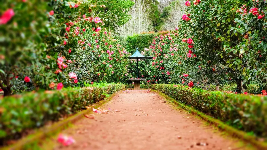 A garden path lined with flowering shrubs
